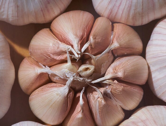 cloves of garlic from the garden. Fresh food without additives. cloves of garlic from the garden. Fresh food without additives. Close-up